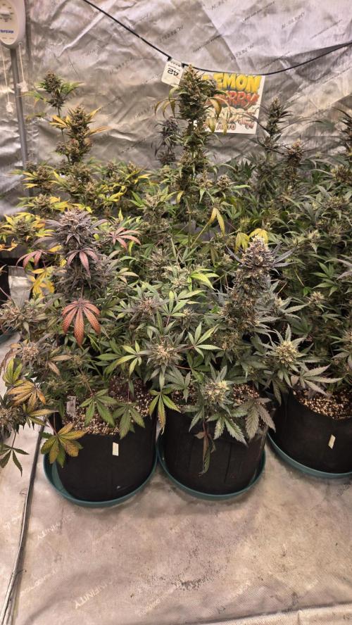 LemonCherrySundaeAuto. Week 10