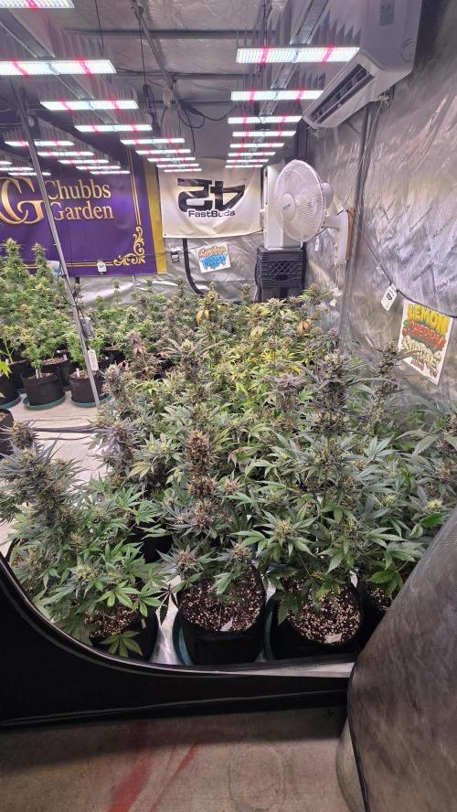 LemonCherrySundaeAuto. Week 10