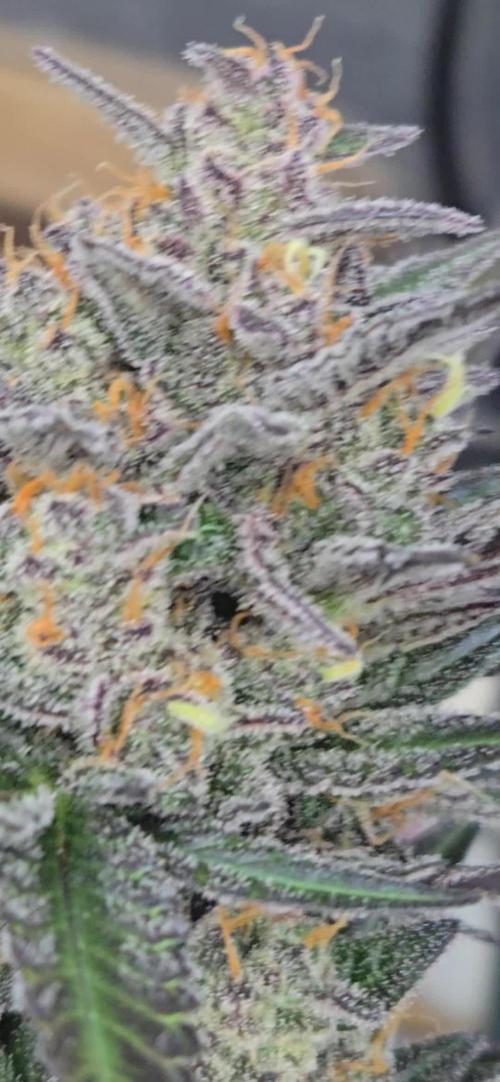 LemonCherrySundaeAuto