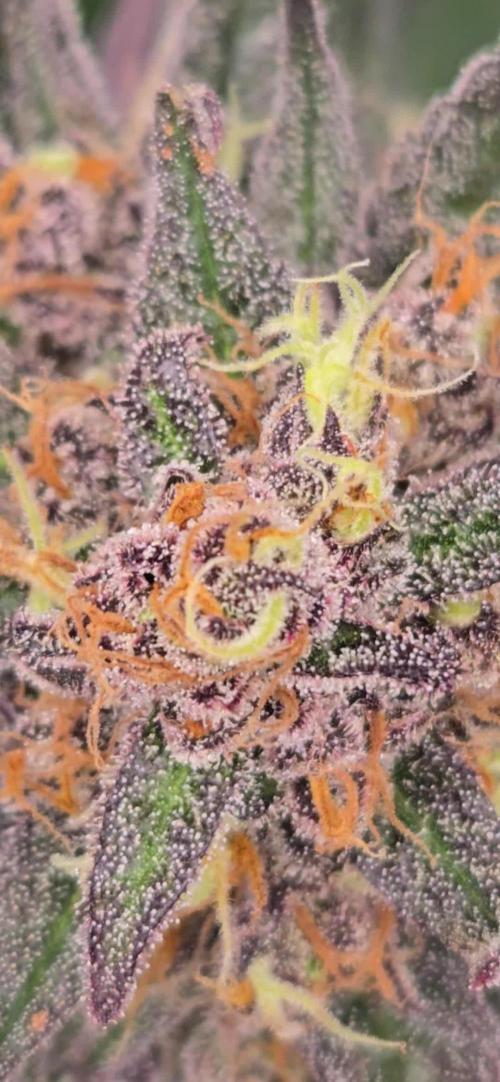 MangoCherryRuntzAuto