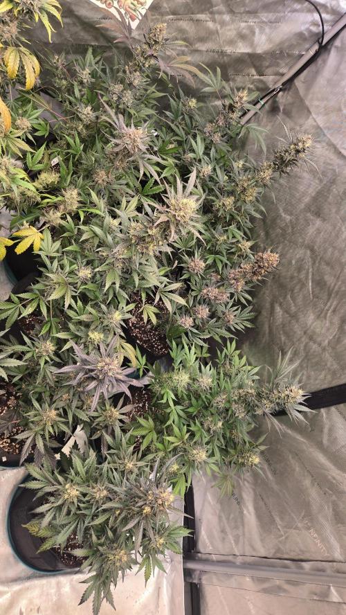 MangoCherryRuntzAuto. Week 10