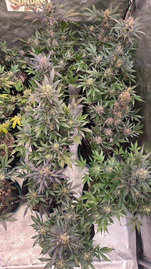 MangoCherryRuntzAuto. Week 10