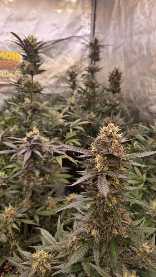 MangoCherryRuntzAuto. Week 10