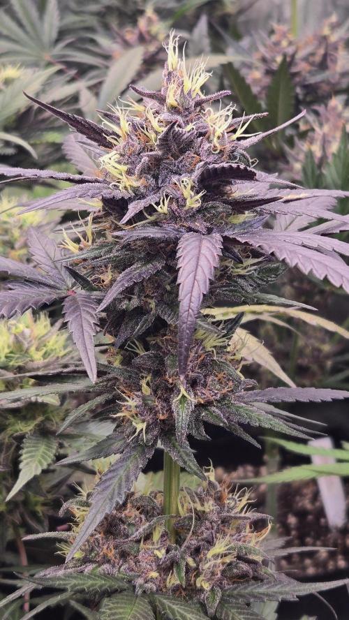 MangoCherryRuntzAuto. Week 10