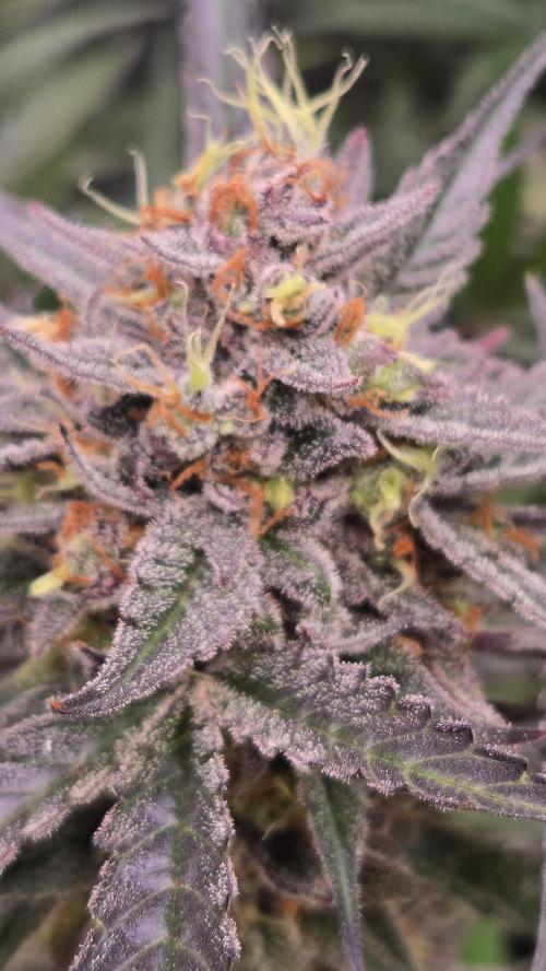 MangoCherryRuntzAuto. Week 10