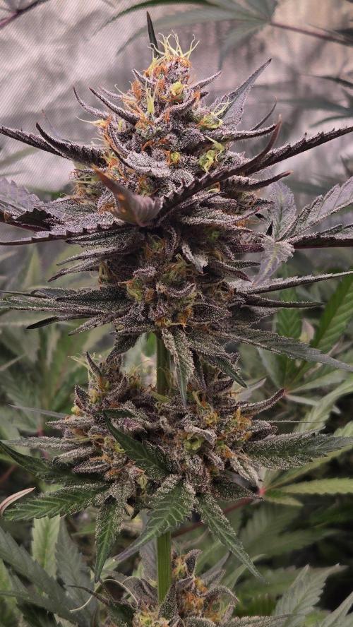 MangoCherryRuntzAuto. Week 10