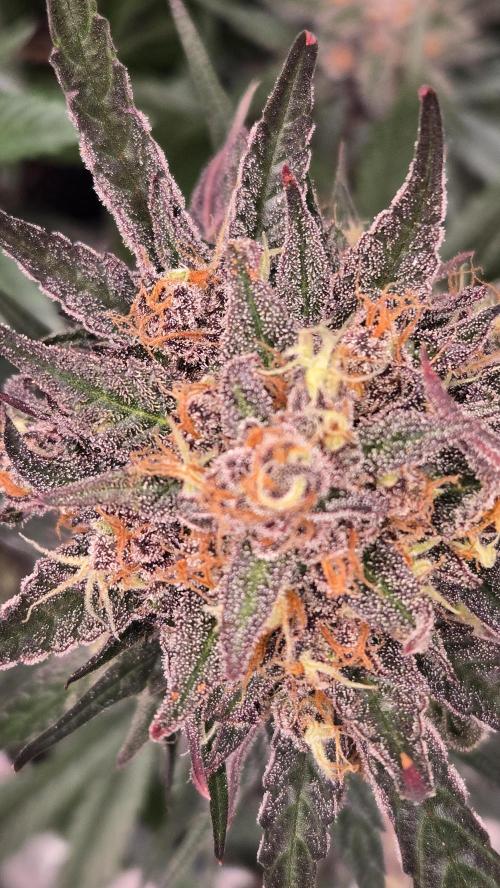 MangoCherryRuntzAuto. Week 10