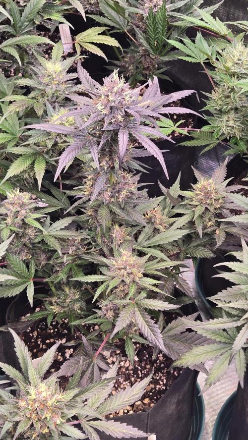 MangoCherryRuntzAuto. Week 10