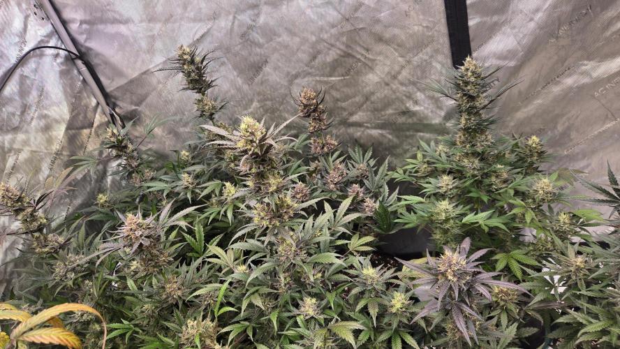 MangoCherryRuntzAuto. Week 10
