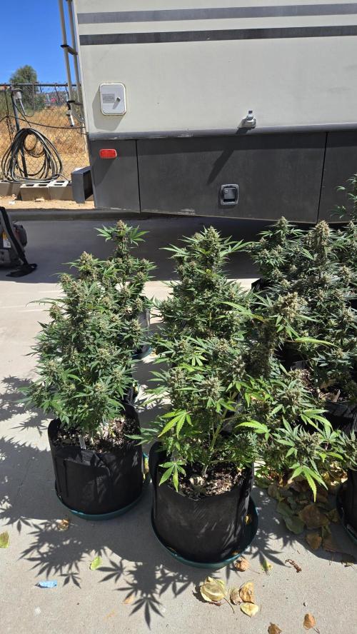 GuavaSundae Auto. Week 10