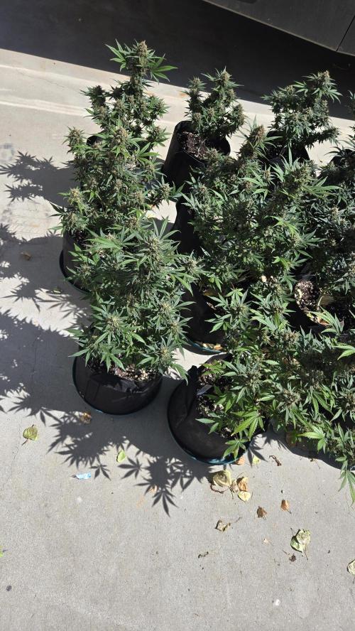 GuavaSundae Auto. Week 10