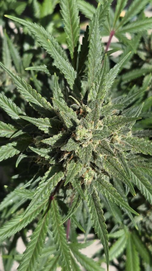 GuavaSundae Auto. Week 10
