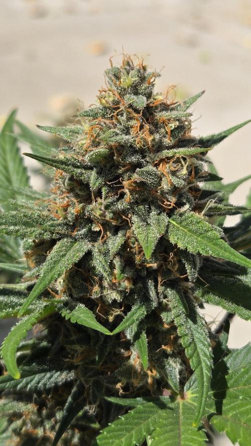GuavaSundae Auto. Week 10