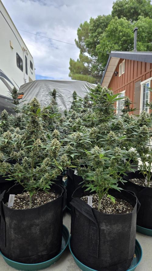 GuavaSundae Auto. Week 10