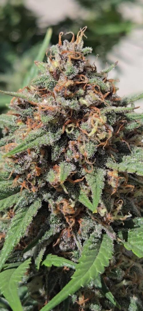 GuavaSundae Auto