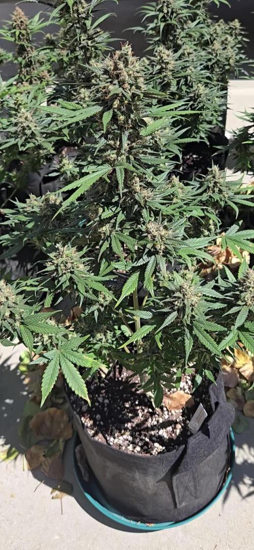 GuavaRuntzAuto