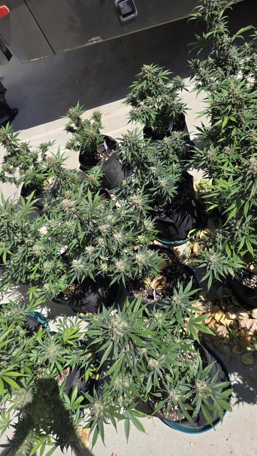 GuavaRuntzAuto. Week 10