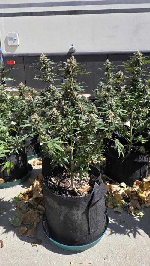 GuavaRuntzAuto. Week 10