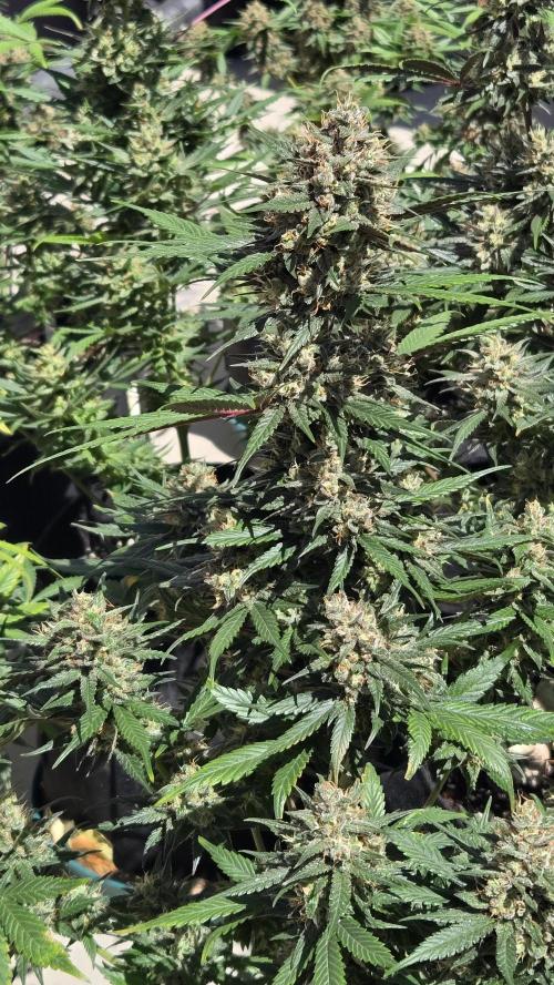 GuavaRuntzAuto. Week 10