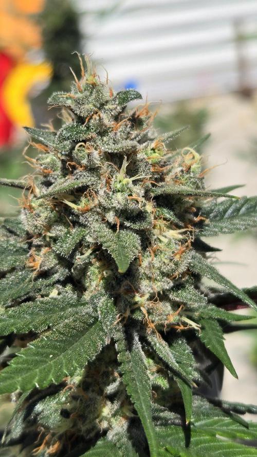 GuavaRuntzAuto. Week 10