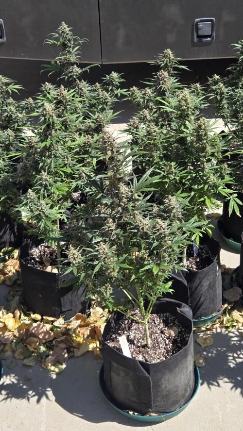 MendoGuavaAuto. Week 10