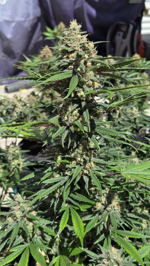 MendoGuavaAuto. Week 10