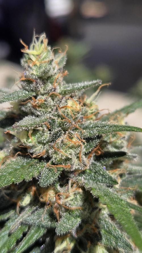 MendoGuavaAuto. Week 10