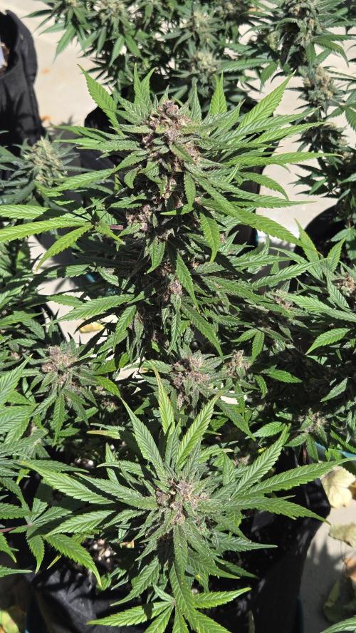MendoGuavaAuto. Week 10