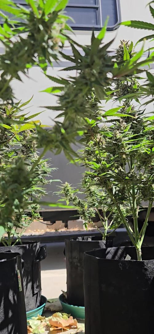 MendoGuavaAuto