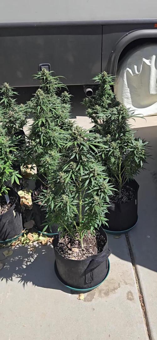 BananaGuavaAuto