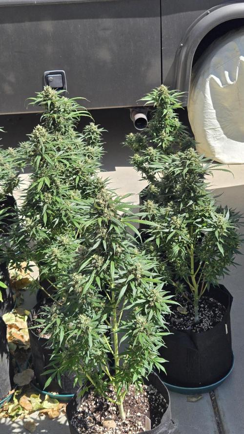 BananaGuavaAuto. Week 10