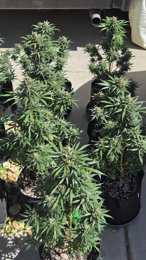 BananaGuavaAuto. Week 10