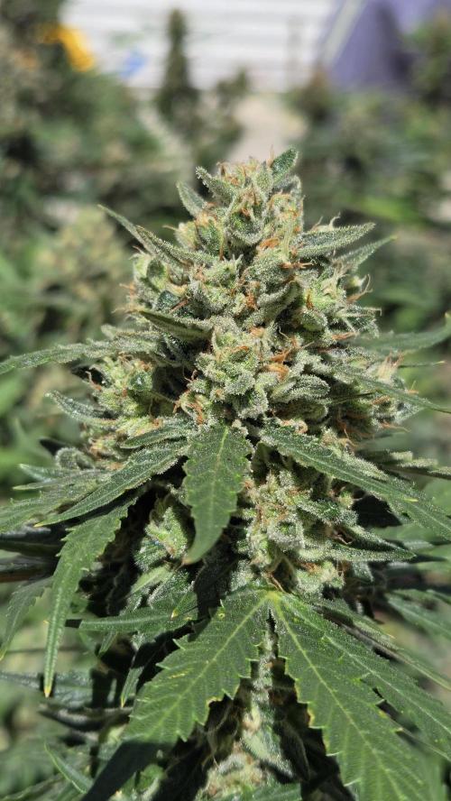 BananaGuavaAuto. Week 10