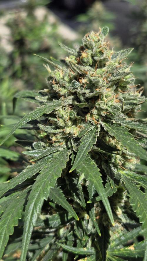 BananaGuavaAuto. Week 10