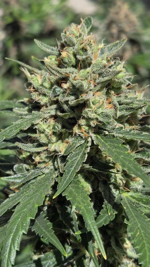BananaGuavaAuto. Week 10