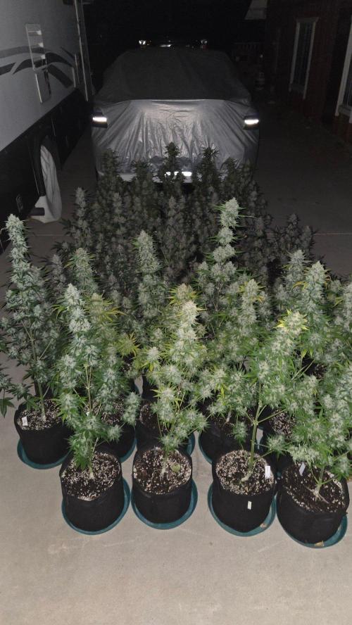 BananaCherryCookiesAuto. Week 11