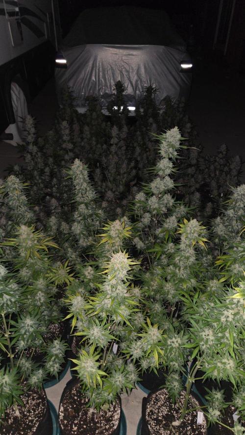 BananaCherryCookiesAuto. Week 11