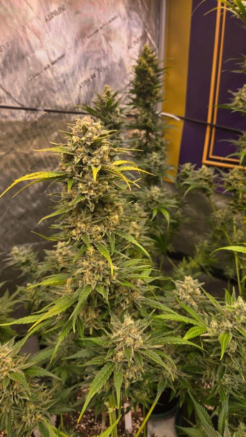 BananaFrostAuto. Week 11