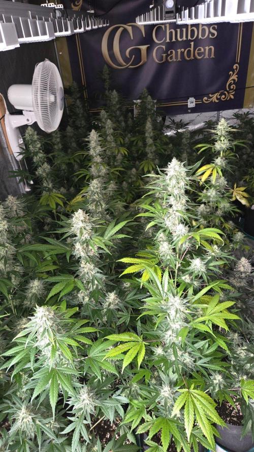 BananaFrostAuto. Week 11