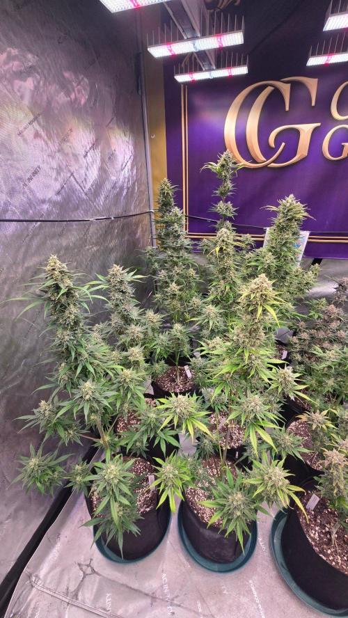 BananaFrostAuto. Week 11