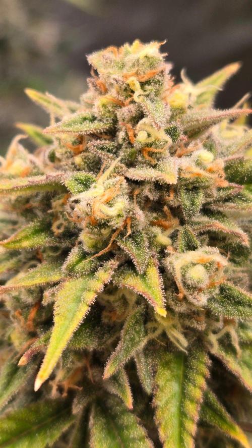 BananaFrostAuto. Week 11