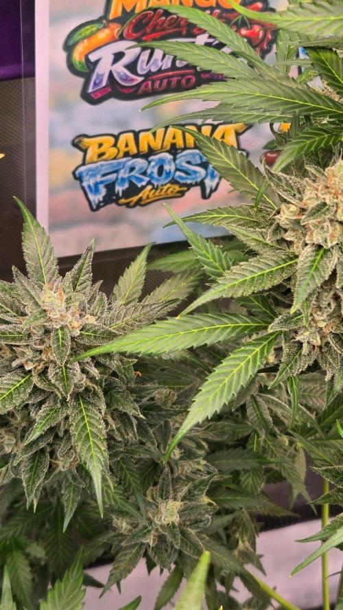 BananaFrostAuto. Week 11
