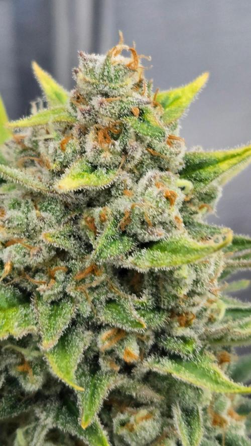 BananaFrostAuto. Week 11