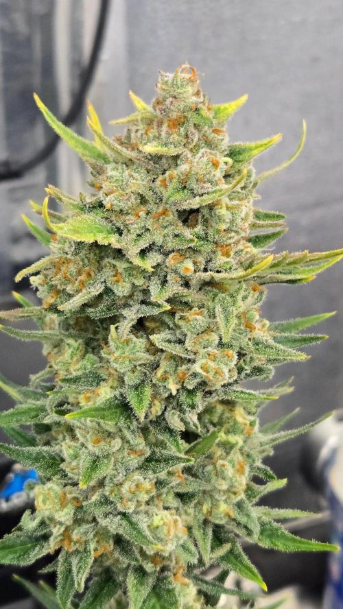 BananaFrostAuto. Week 11