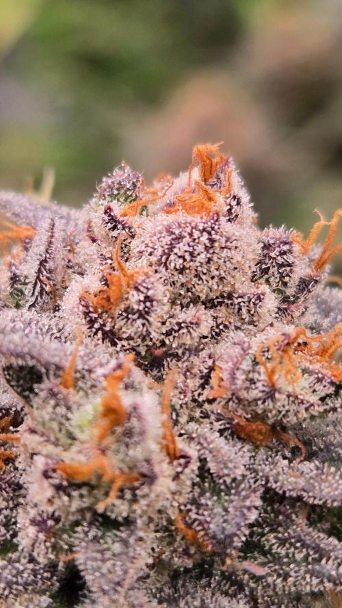 Sundae Frost Auto. Week 11