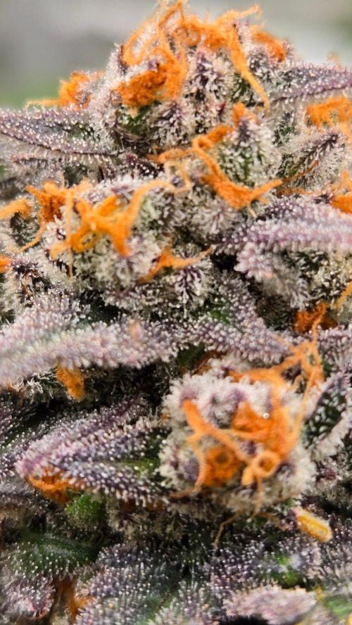 Sundae Frost Auto. Week 11