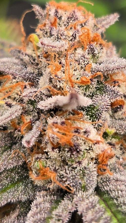 Sundae Frost Auto. Week 11