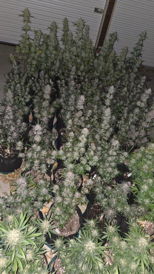 Sundae Frost Auto. Week 11