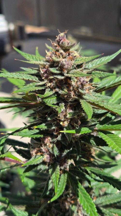 MangoFrostAuto. Week 11