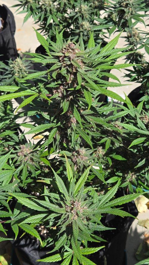 MangoFrostAuto. Week 11